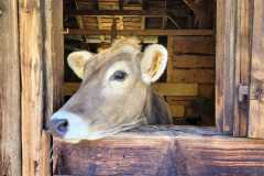 Schuhplattler-Familien-Grillfest