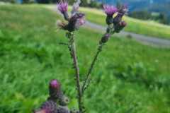 Schuhplattler-Familien-Grillfest